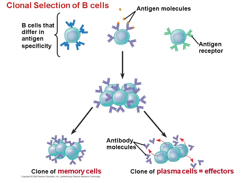 Clonal Selection of B cells B cells that differ in antigen specificity Antibody molecules